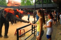 Кормлю слоников в Паттайе, Тайланд
