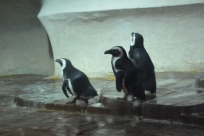 Пингвины в Морском музее