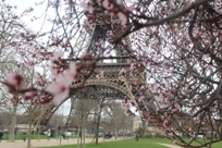 Цветение вишни в феврале в Париже, Франция