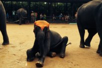 Шоу слонов, Паттайя, Тайланд